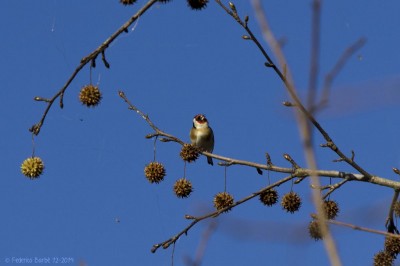 Cardellino